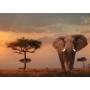 Puzzle Ravensburger Elefante do Masai Mara 1000 Peças - Ravensburger