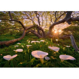 Puzzle Heye 1000 Peças Florestas Mágicas Heye - 1