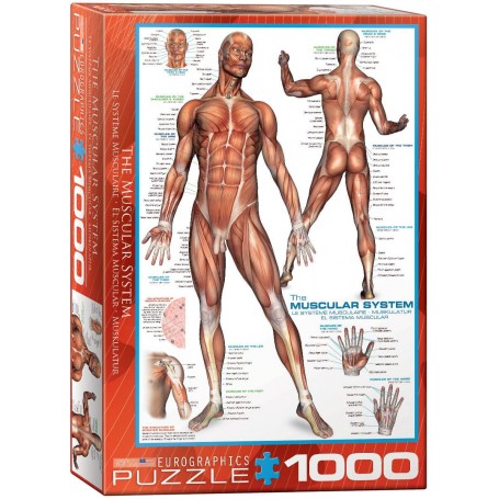Puzzle Eurographics O Sistema Muscular de 1000 Peças - Eurographics