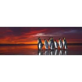 Puzzle Heye pinguins do Panorama Rei de 1000 peças Heye - 1