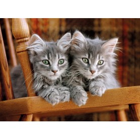 Puzzle Clementoni Os Gatinhos de 500 Peças Clementoni - 1