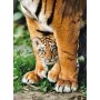 Puzzle Clementoni filhote de tigre de Bengala de 500 peças - Clementoni