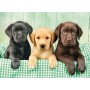 Puzzle Clementoni Os Três Labradors de 1000 Peças - Clementoni