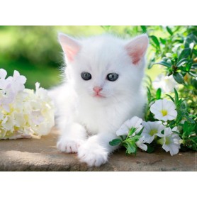 Puzzle Ravensburger 1500 peças de gatinho branco Ravensburger - 1