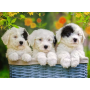 Puzzle Ravensburger Cãezinhos Mimosos XXL de 200 Peças Ravensburger - 1