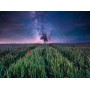 Puzzle Ravensburger Campo Noturno Estrelado de 1500 Peças Ravensburger - 2