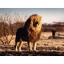 Puzzles de animais 1000 peças